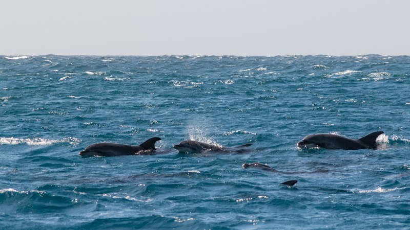 Dauphins - Boavista