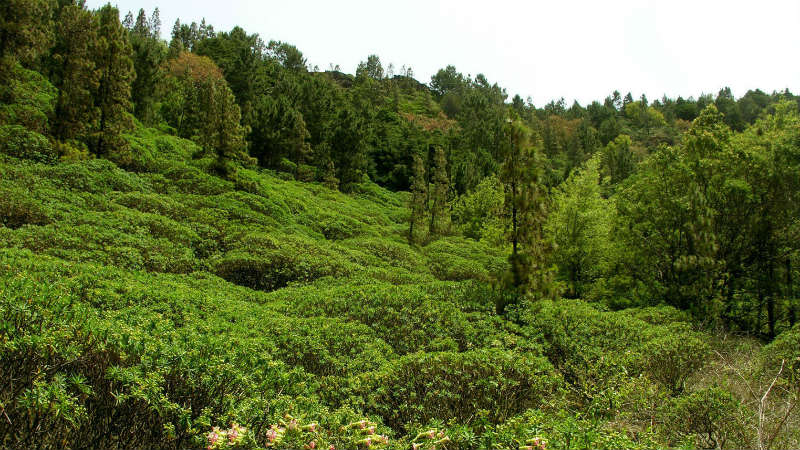 Parc national de Monte Gordo - São Nicolau