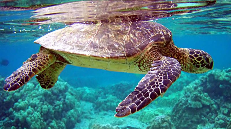 Tortues - Boa Vista / Sal / Maio