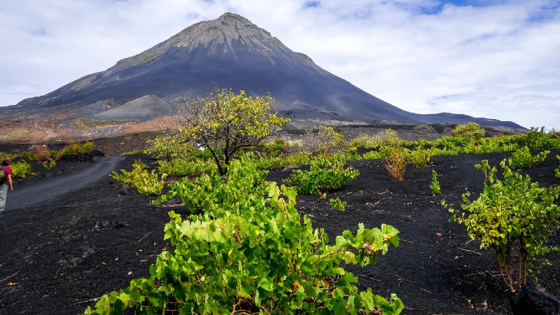 Vignes, Cha das Caldeiras - Fogo