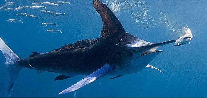 Marlin bleu