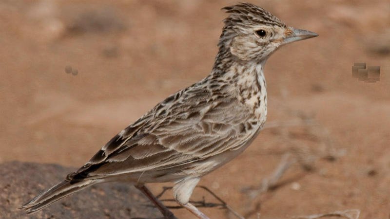 Oiseau raso