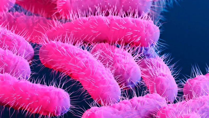 Bactéries Shigella