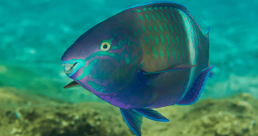 Poisson perroquet plongeur