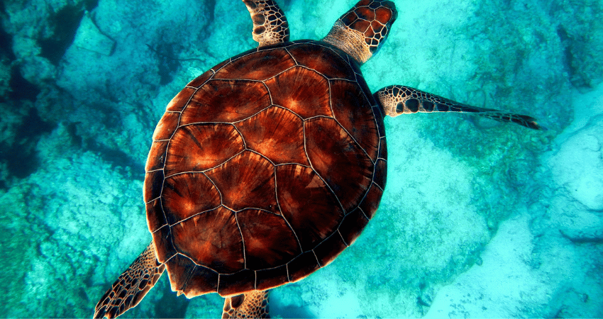 Tortue